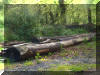 Boat Skin Larch Logs For Sale