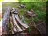 Timber - Assorted Oak Crooks/Bends For Boat Frames